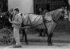 Horseman- Seville, Spain
